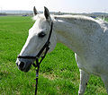   Deutsch: Shagya-Araber-Schimmelstute English: Grey Shagya Arabian mare