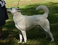 Swedish White Elkhound