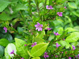 A Cuphea hyssopifolia‎ blooming