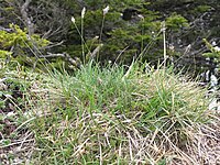 Sesleria caerulea Type species