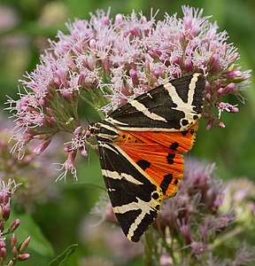 Euplagia quadripunctaria (Jersey Tiger)