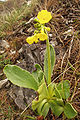 Primula lutea (=Primula auricula)