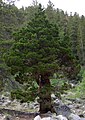 Juniperus occidentalis var. australis, eastern Sierra Nevada, Rock Creek Canyon, California.