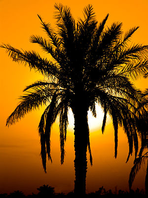 Palm and sunset in Minoo Island (Persian Gulf)