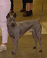 Thai Ridgeback Dog, blue