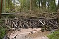 A large beaver dam on a rivulet (Lithuania)