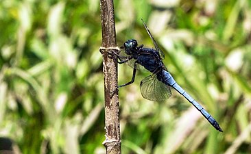 Blue Marsh Hawk Orthetrum glaucum Male