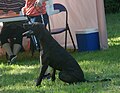 Plott Hound, brindle