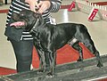 Staffordshire Bull Terrier, black