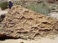 Thalassinoides burrows produced by crustaceans; Middle Jurassic, Makhtesh Qatan, southern Israel.