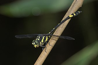 Southern River Clubtail Gomphidia kodaguensis male