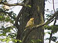 Carduelis chlorisGroenling