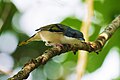 * Nomination The Himalayan Shrike-Babbler (Pteruthius ripleyi) is a mesmerizing bird species native to the mountainous regions of Nepal. This bird was photographed at Neora Valley, West Bengal, India. By User:Shiv's fotografia --Satdeep Gill 12:31, 23 June 2024 (UTC) * Decline  Oppose This was either upscaled or used "digital zoom" or something, in full resolution it is blurry and has strange noise patterns and halos. --Plozessor 03:52, 24 June 2024 (UTC)