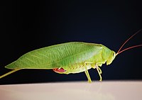 Katydid.