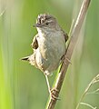 Italiano: Salciaiola Locustella luscinioides