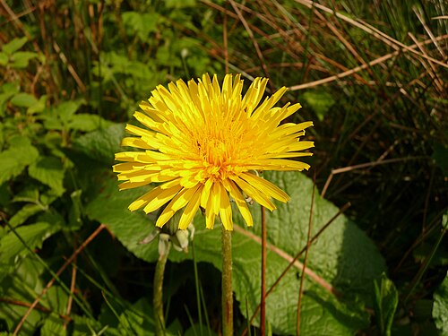 Löwenzahn aus dem Jahr 2010