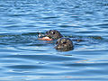 Pacific harbor seals with a salmon lunch.