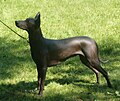 Mexican Hairless Dog, Large, black