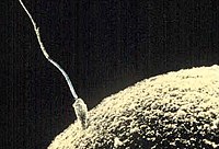 Human sperm egg.