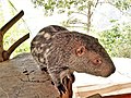 Thumbnail for File:Dinomys branickii.JPG