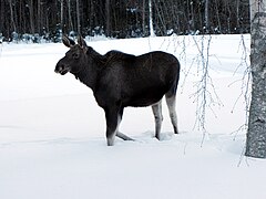 In the wild in Sweden