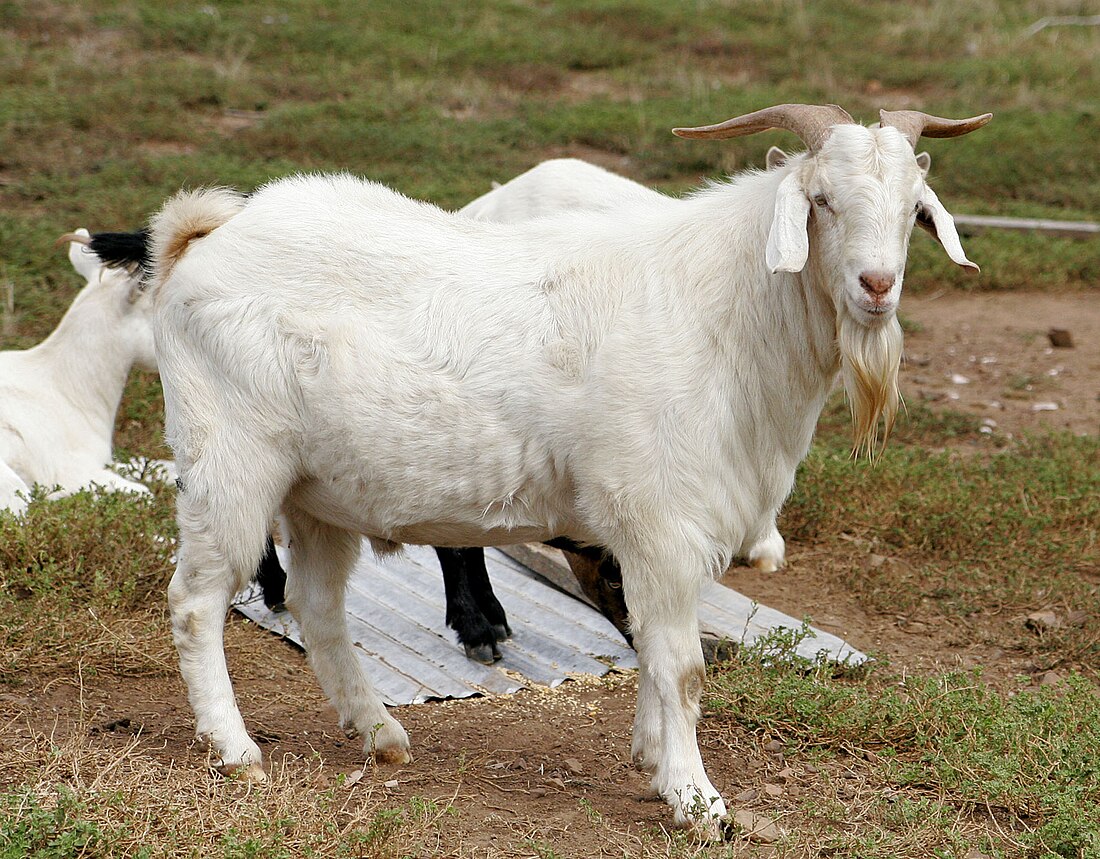 Domestication of the goat