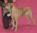 Uruguayan Cimarron, fawn brindle