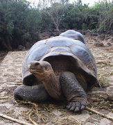 December 26: A Galápagos tortoise.