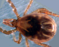 May 26: The tick Ixodes scapularis, a vector for Lyme disease.