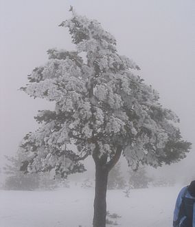 Iced scot pine