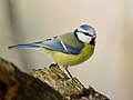 Italiano: Cinciarella Parus caeruleus