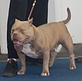 American Bully, Pocket type, red