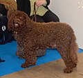 French Waterdog, brown