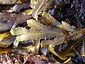 Fucus serratus