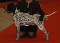 Auvergne Pointer