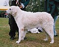 Kuvasz