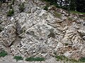 Mississippian marble in Big Cottonwood Canyon, Wasatch Mountains, Utah.