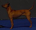 Thai Ridgeback Dog, red