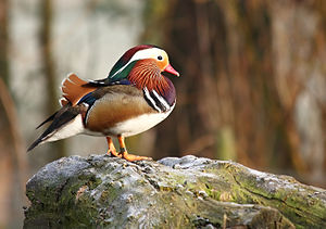 Mandarin drake duck