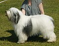 Polish Lowland Sheepdog