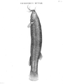 Eremophilus mutisii