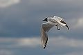 * Nomination Larus Ridibundus with identification ring in flight--Thermos 19:22, 22 July 2006 (UTC) * Promotion Ok --Wikimol 19:34, 23 July 2006 (UTC)