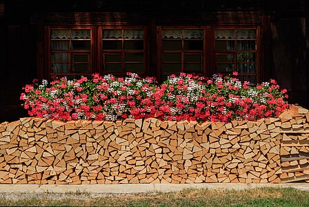 Pelargonium peltatum