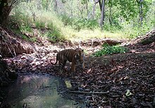 Painganga-Wildlife-Sanctuary 13.jpg