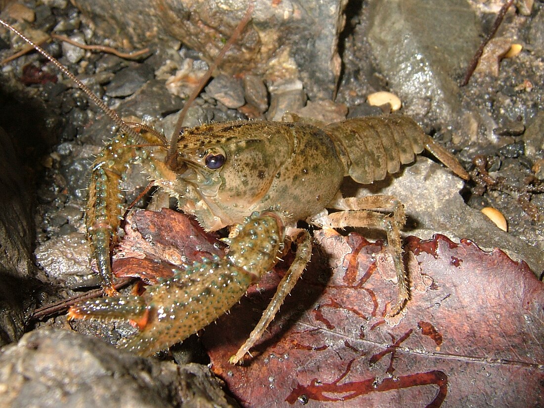 Crayfish