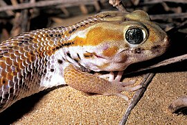 October 14: The wonder gecko Teratoscincus scincus.