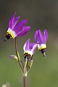 Primula clevelandii (Syn. Dodecatheon clevelandii)