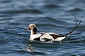 Clangula hyemalis Long-tailed duck