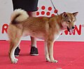 Shikoku Ken, red