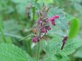 Stachys sylvatica